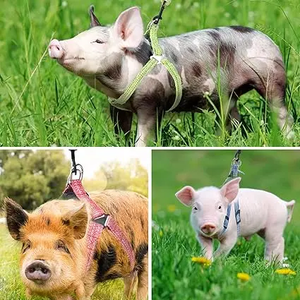 Harnais confortable pour cochon de compagnie avec laisse